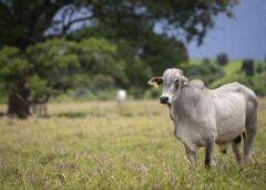 Preços da arroba do boi gordo avançam no Brasil; confira cotações