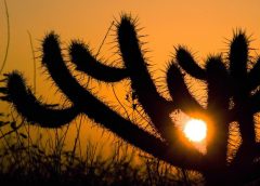 Aumento do calor afeta fauna e flora