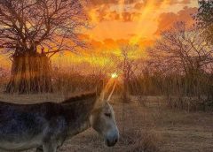 São Sebastião do Umbuzeiro e mais 99 Cidades estão em alerta amarelo de baixa umidade; confira as cidades