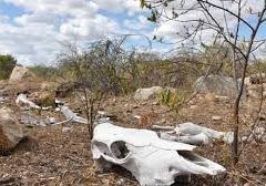 Chance de El Niño muito forte no final do ano sobe para 81%, diz agência americana