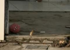 Menina de três anos morre esmagada após muro desabar, em João Pessoa