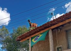 Fato inusitado em São Sebastião do Umbuzeiro: bode sobe em telhado e chama atenção de moradores