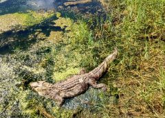 Jacaré é encontrado nas margens do Açude de Santo Antônio em São Sebastião do Umbuzeiro