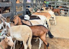 Tradicional Leilão de Animais reúne comunidade durante Festa de Nossa Senhora das Dores em Monteiro
