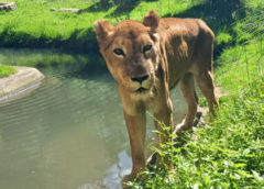 Leoa da Bica passará por procedimento veterinário de risco, nesta quinta (16)