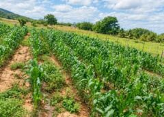 Cariri paraibano mira fruticultura irrigada para diversificar produção