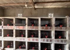 Suspeitos de homicídio são presos com mais de 60 animais em situação de maus tratos, na Paraíba